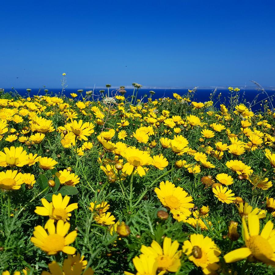 圣保罗湾城Sunshine Court住宿加早餐旅馆 外观 照片